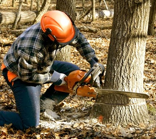 Tree Removal in Old Fields, WV